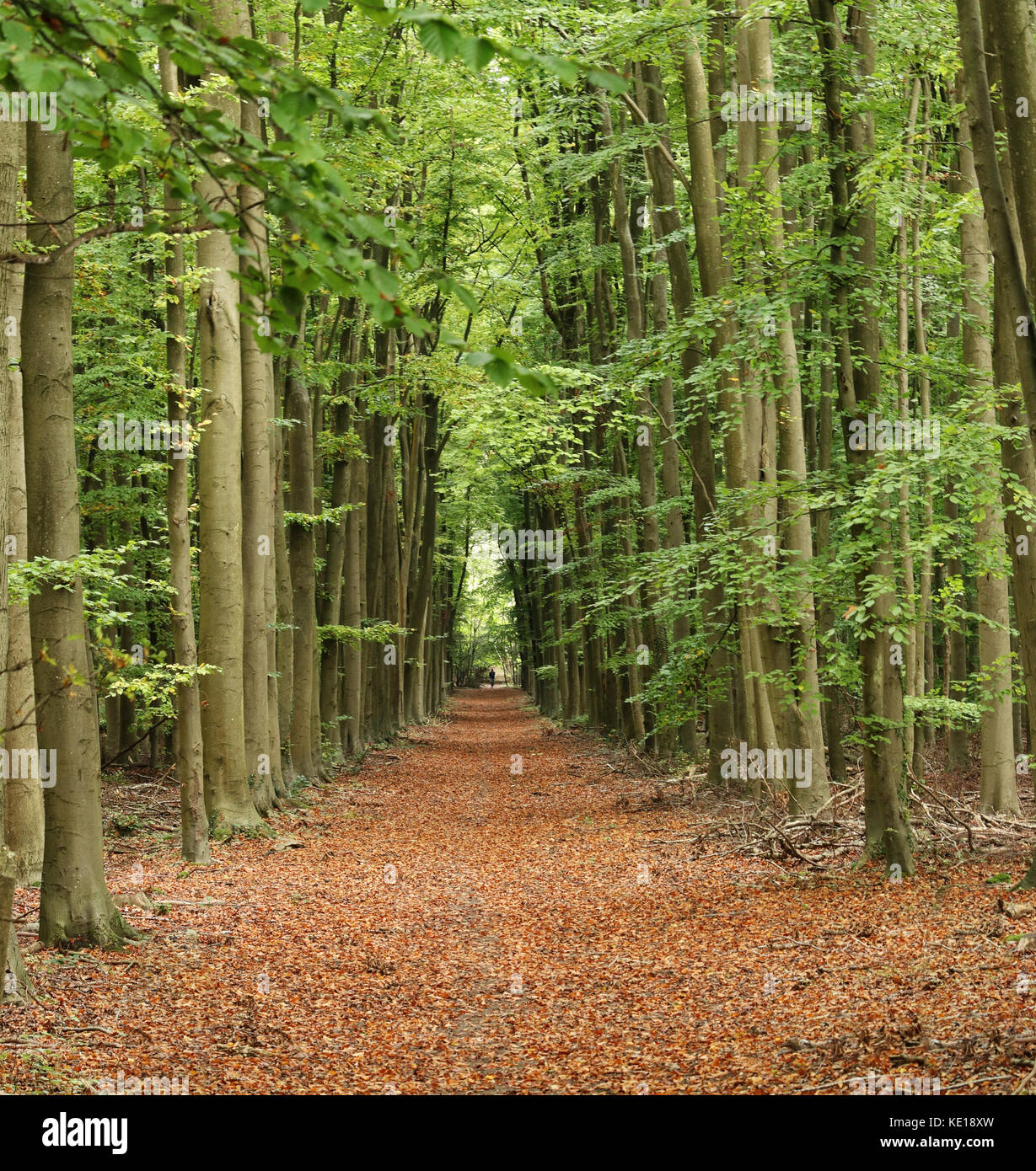 Woodland walk path hi-res stock photography and images - Alamy