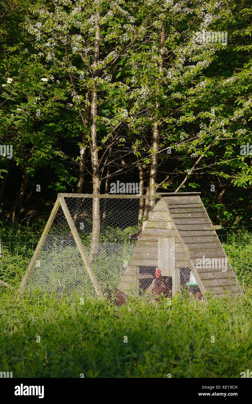 Rhode Island Red chickens, hens, in a homemade mobile fold unit, Wales, UK Stock Photo