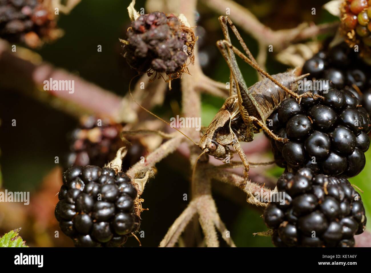 Decticus verrucivorous, Wartbiter Bush Cricket on Blackberries, Wales, UK Stock Photo