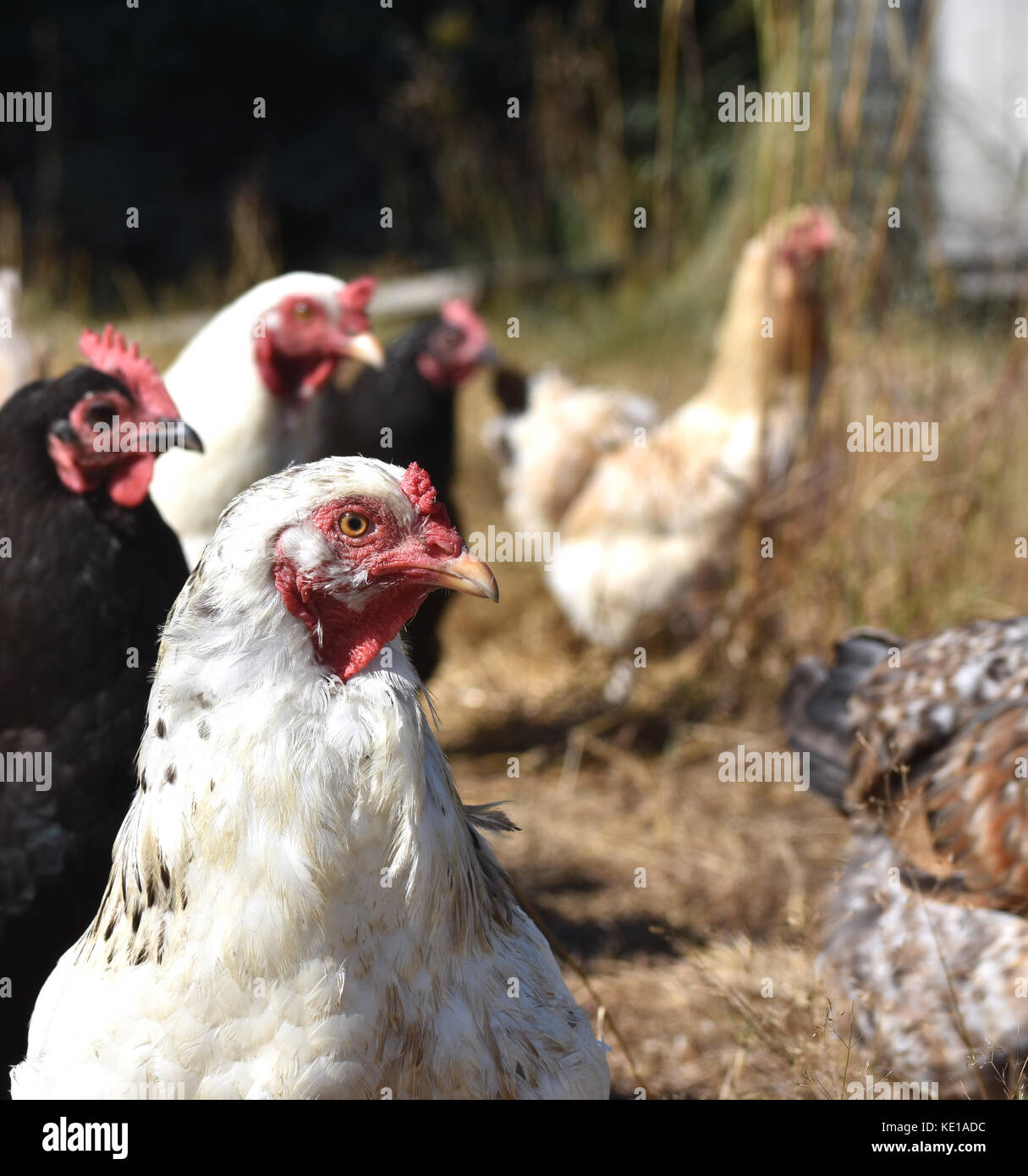 Flocks of chickens hires stock photography and images Alamy