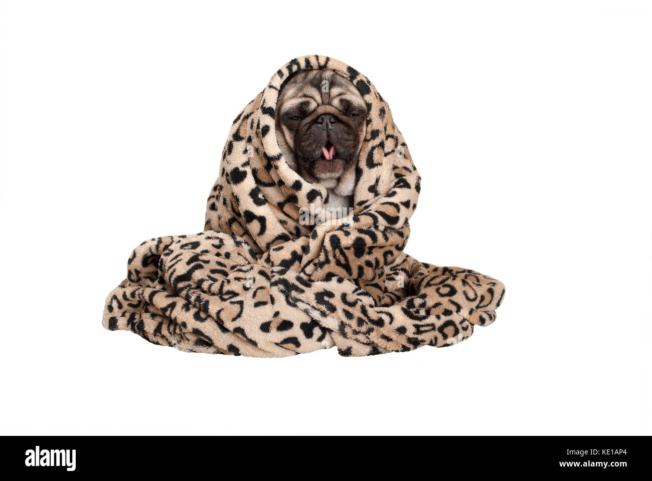 cute pug puppy dog sitting down, rolled up in fuzzy blanket, coughing, having a cold, isolated on white background Stock Photo