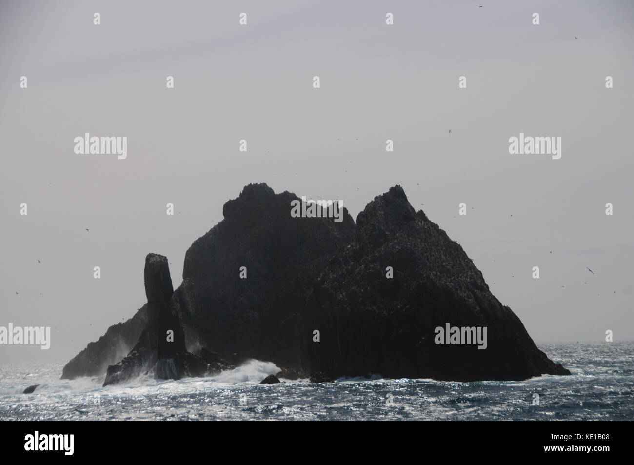 South georgian imperial shags hi-res stock photography and images - Alamy