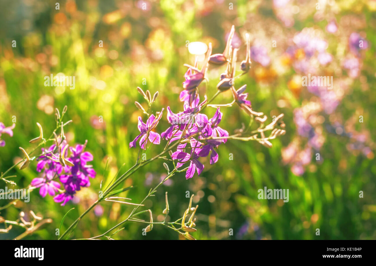 Best purple flowers illuminated by sun at summer day Stock Photo