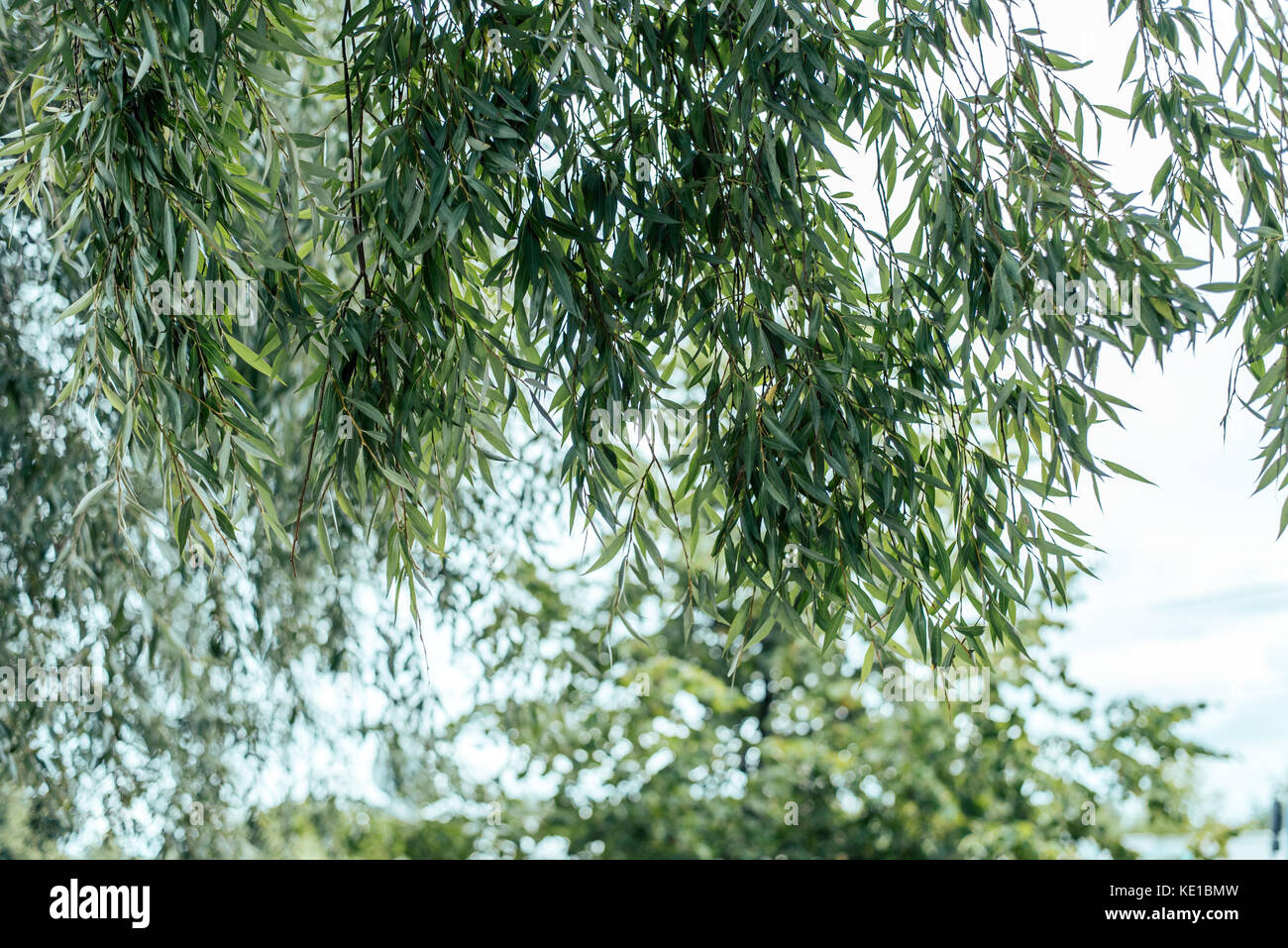 Willow Leaves With Stock Photos & Willow Leaves With Stock Images - Alamy