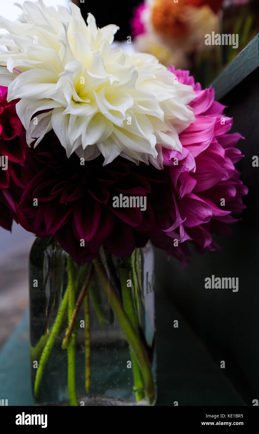 Multi colored dahlias in full bloom in garden setting, some in vases