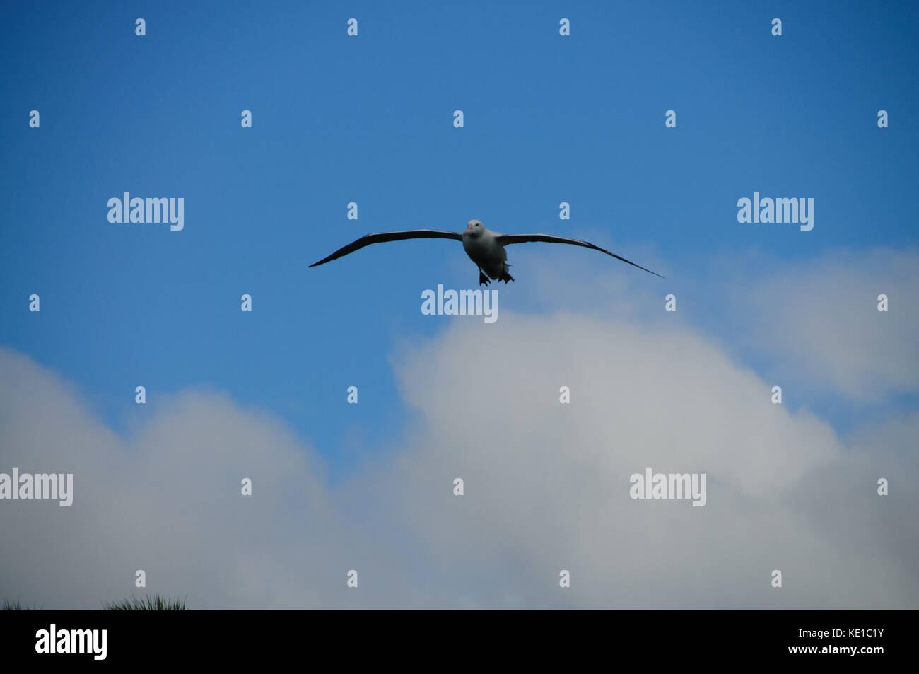 Wandering Albatross In Flight Stock Photo - Alamy