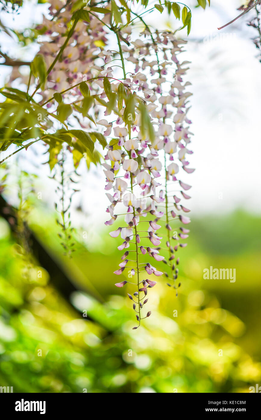 Pink wisteria blooming in the garden, spring, gardens in Poland Stock