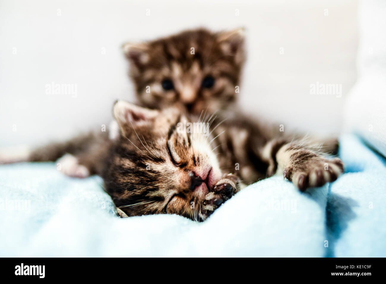 Small cute kittens lying in blanket at home. Stock Photo