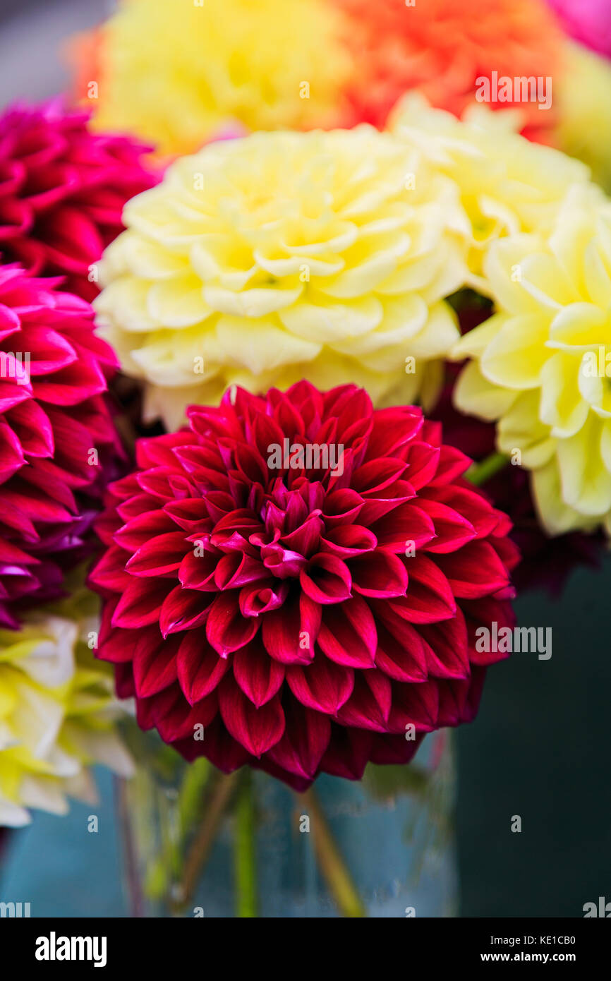 Multi colored dahlias in full bloom in garden setting, some in vases