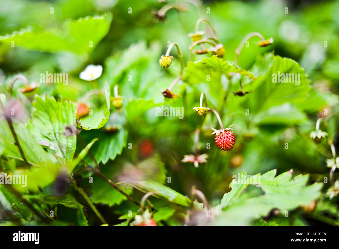Wildflower strawberry growing on a bush in the garden, summer Stock ...