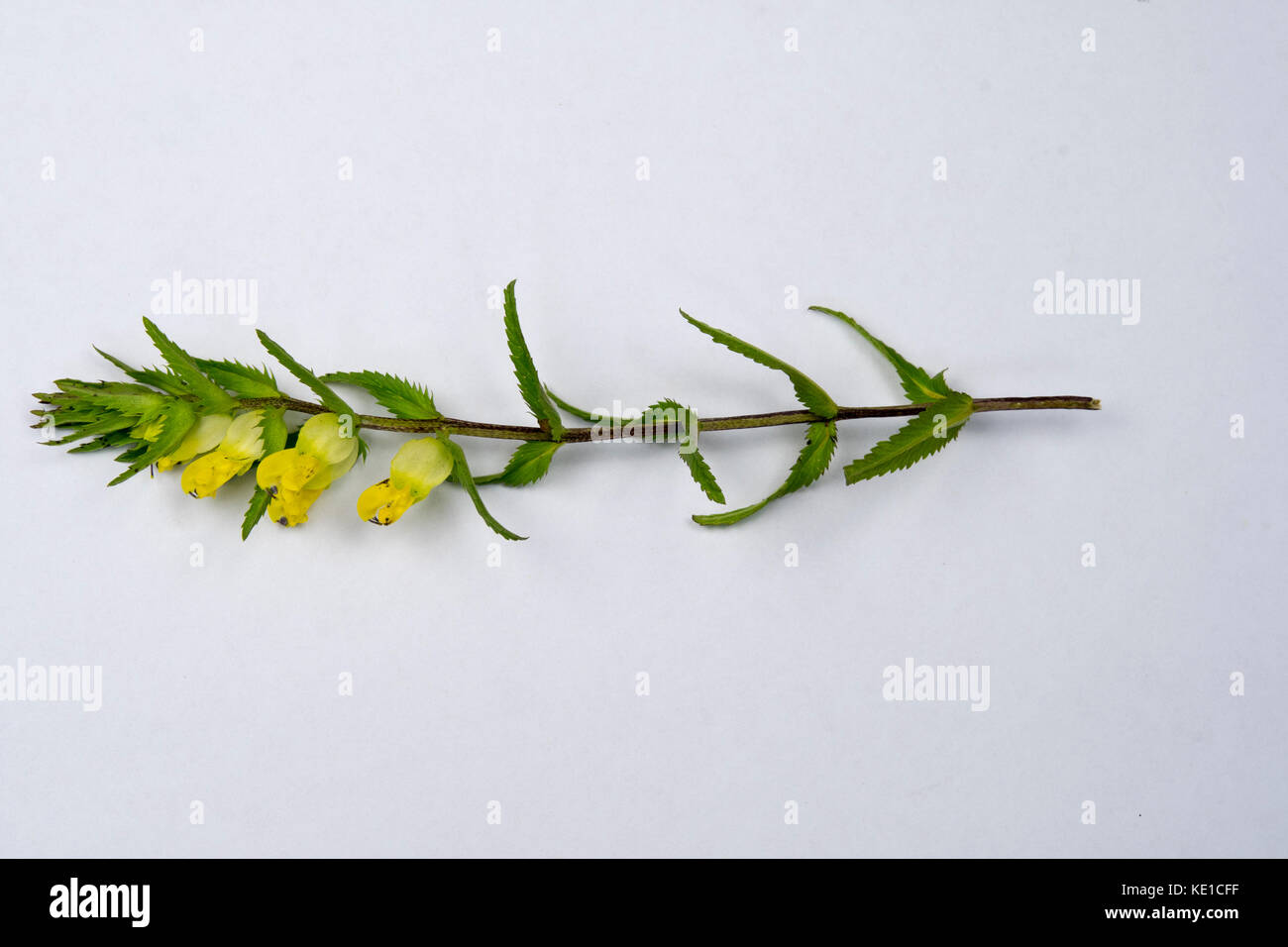 a single sprout with flowers from the semi-parasitic weed Rhinanthus angustifolius Stock Photo