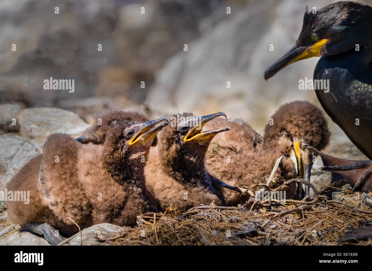 Common shag (Phalacrocorax aristotelis) is a species of cormorant. It breeds around the rocky coasts of western and southern Europe, southwest Asia an Stock Photo