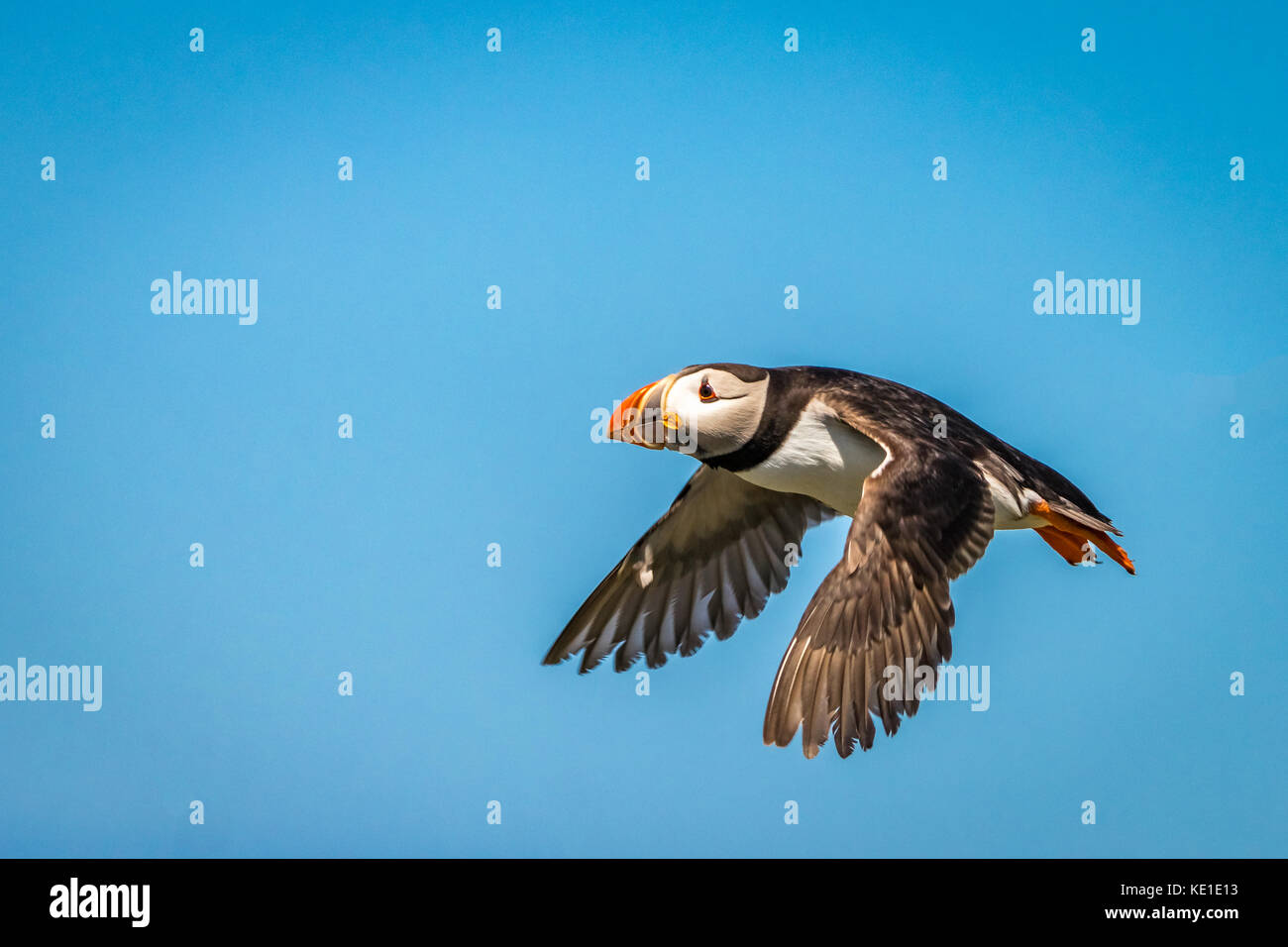 The Atlantic Puffin is a very fast bird. In the air, they beat their wings rapidly up to 400 times per minute. They mostly fly low over the ocean and  Stock Photo