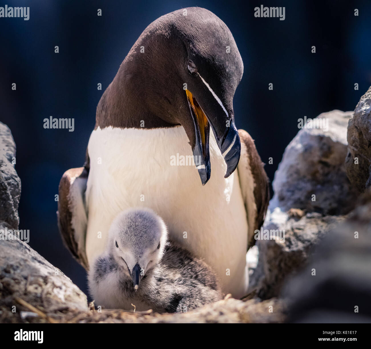 Razorbill (Alca torda) is a colonial seabird that comes to land only to breed. It chooses one partner for life and females lay just one egg per year.R Stock Photo