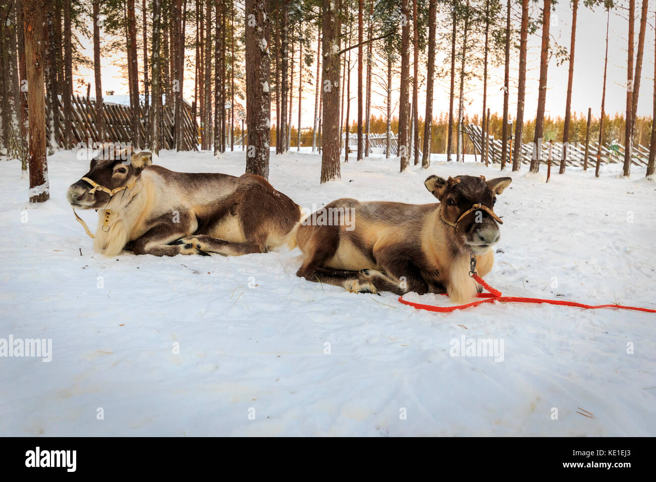 reindeer drawn sleigh in the winter Stock Photo