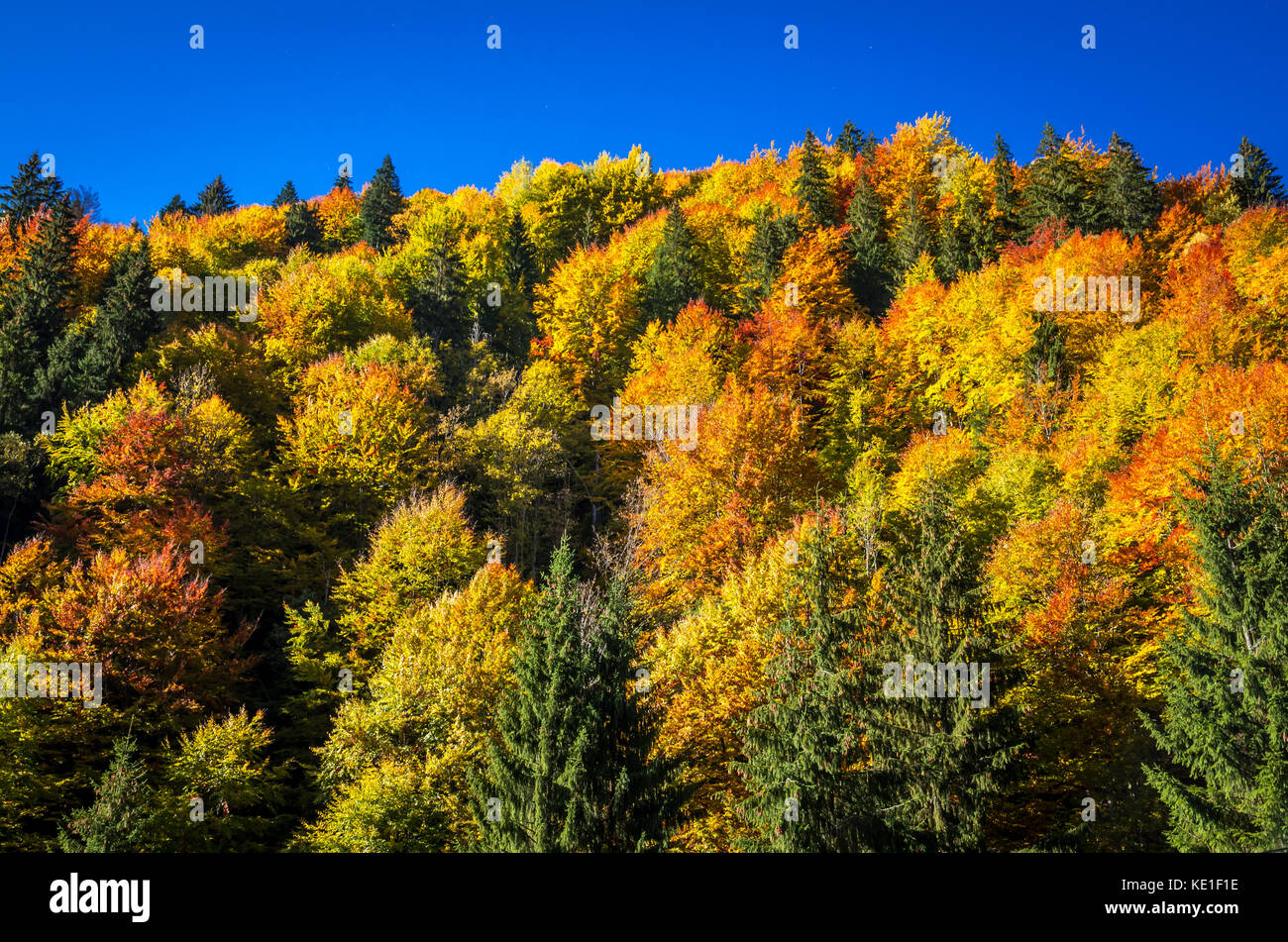 Autumn landscape. Colorful fall scene in the mountain forest Stock ...