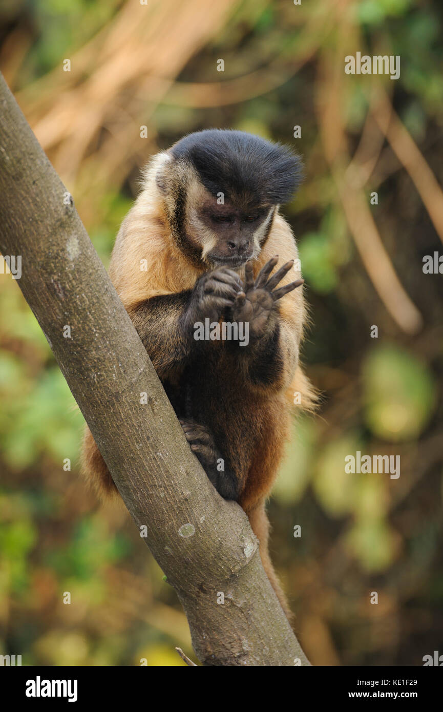 Black-striped Capuchin Monkey (Sapajus libidinosus) from the Pantanal of Brazil Stock Photo