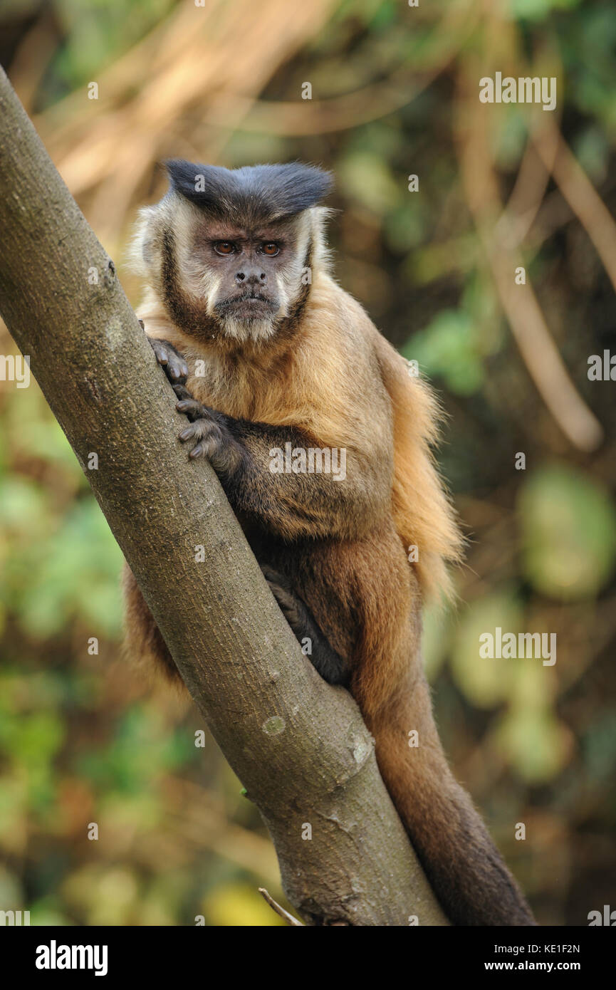 Black-striped Capuchin Monkey (Sapajus libidinosus) from the Pantanal of Brazil Stock Photo