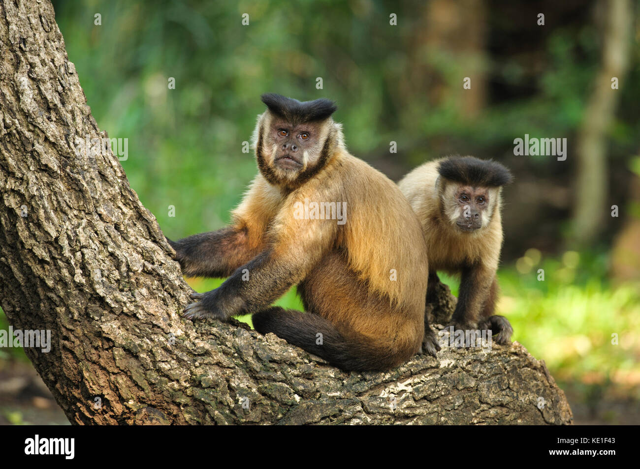 Black-striped Capuchin Monkey (Sapajus libidinosus) from the Pantanal of Brazil Stock Photo