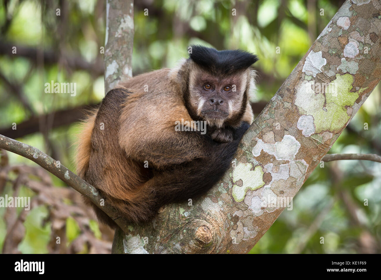 Black-striped Capuchin Monkey (Sapajus libidinosus) from the Pantanal of Brazil Stock Photo