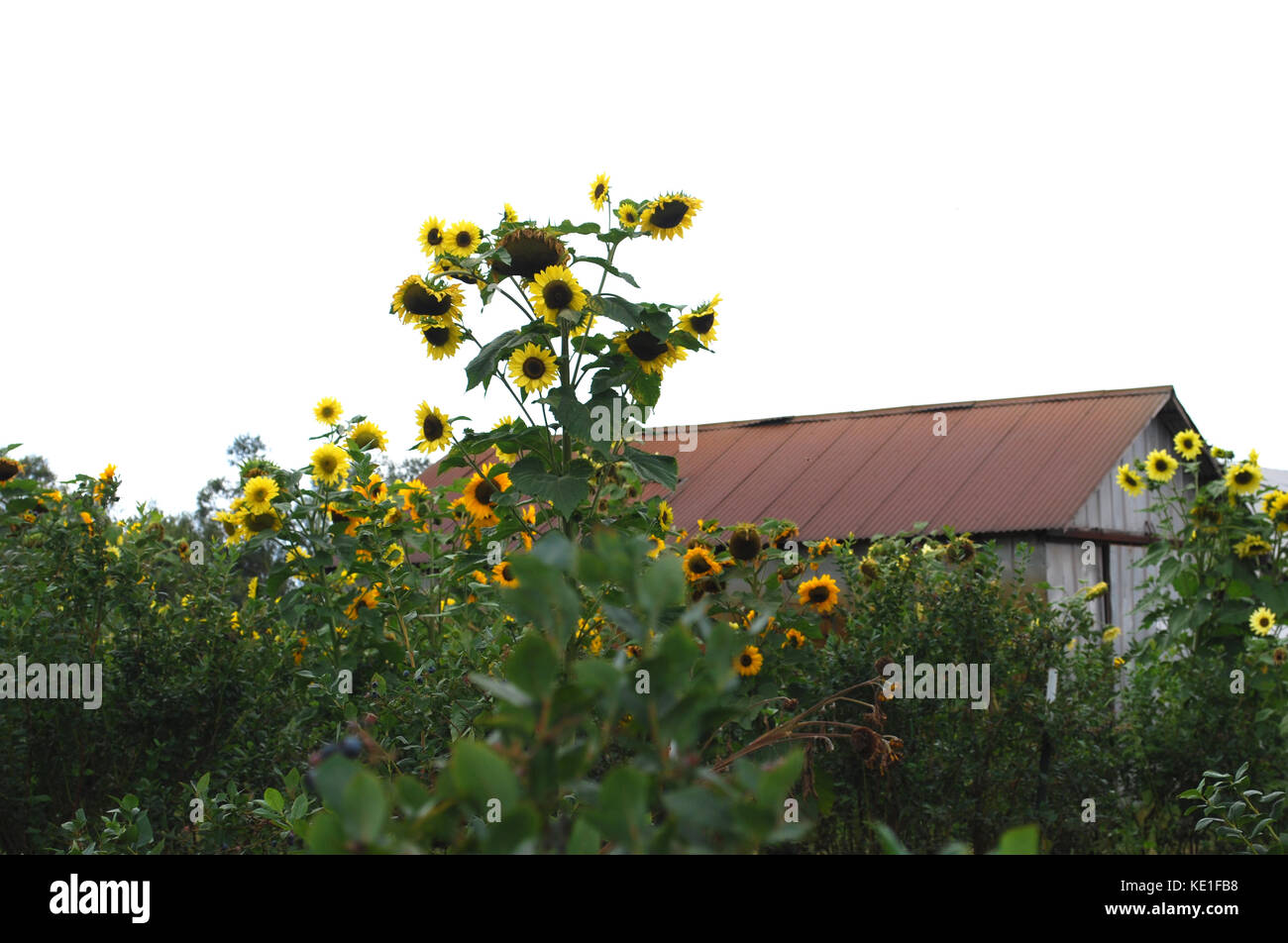 Barn and sunflowers hires stock photography and images Alamy
