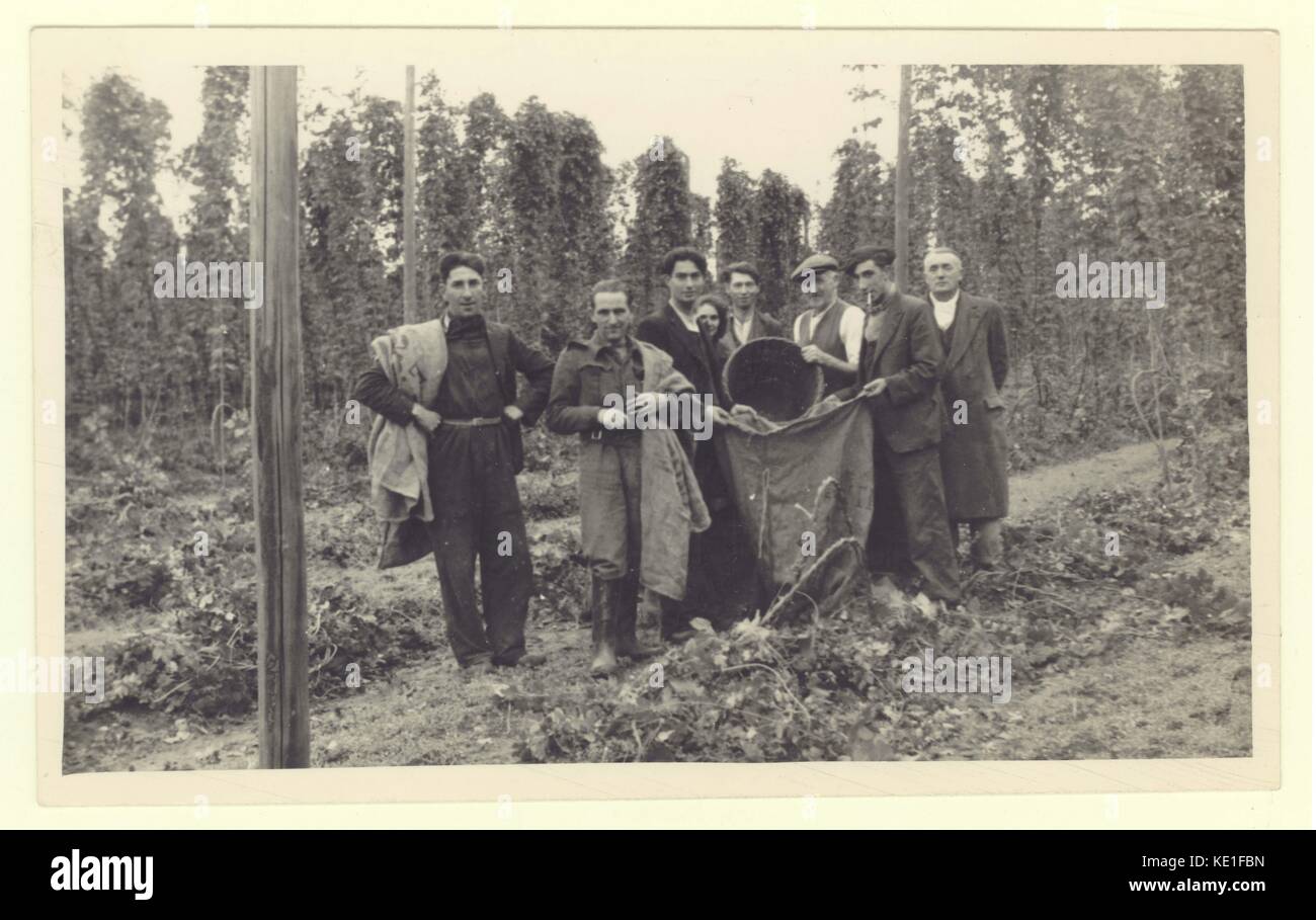 Original 1930's era photograph of hop pickers at a farm in Oxfordshire. A man known as the 'Bushel-upper' tipping the picked hops into large sacs called 'pokes' after first being measured by a bushel basket . This photo depicts workers on the Kingston Bagpuize estate, near Abingdon, Oxfordshire (at this time it was in the county of Berkshire). The hop garden, was owned by the Berkshire Hop Company who bought the gardens in 1936 from the former owner of the Estate, Edward Strauss. Stock Photo