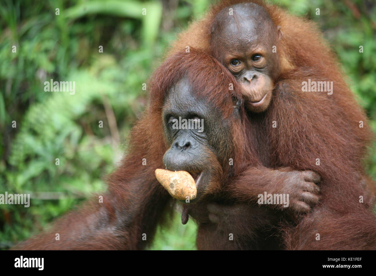 Orang Utans im Semiloggh Wildlife Park Borneo - Borneo Orang Utan Wildlife Rehabilitation Center Stock Photo