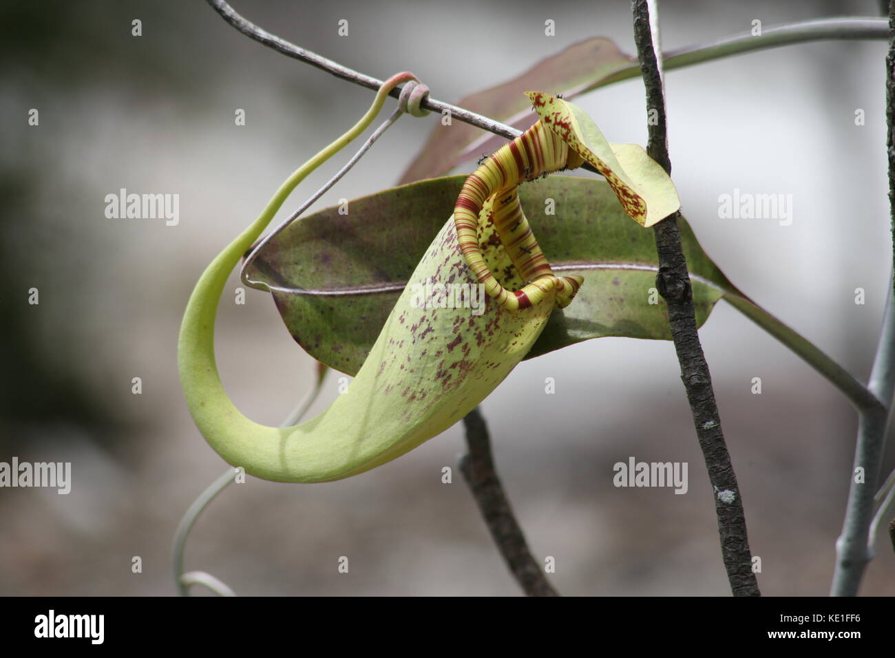 Nepenthaceae - Kannenpflanze in Borneo - malaysia Stock Photo
