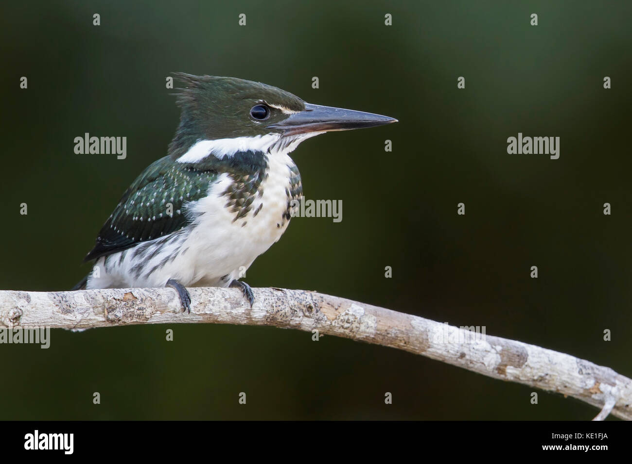 Amazon Kingfisher (Chloroceryle amazona) in the Pantanal region of Brazil Stock Photo