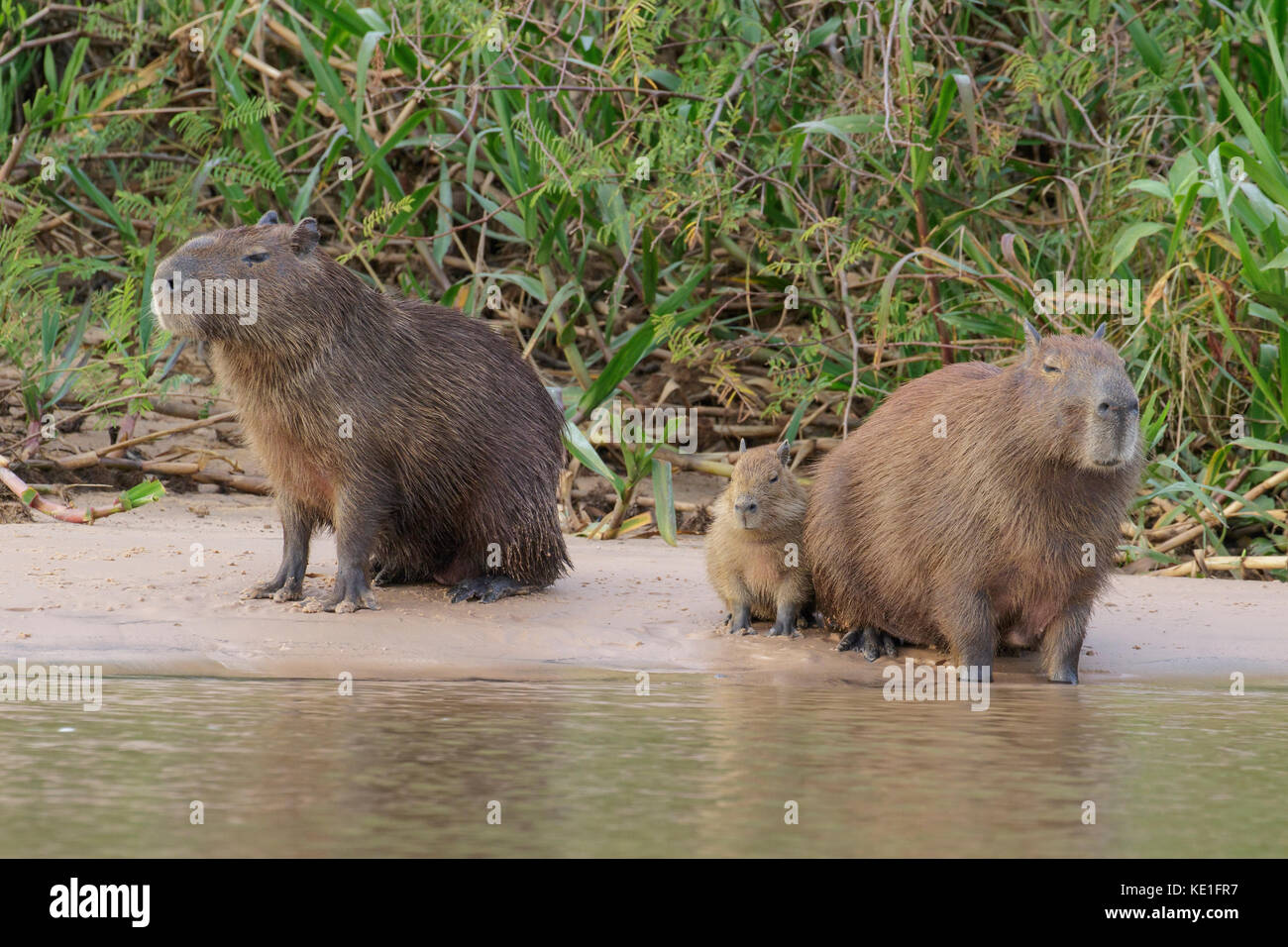 Capybara near a river in the Pantanal region of Brazil Stock Photo