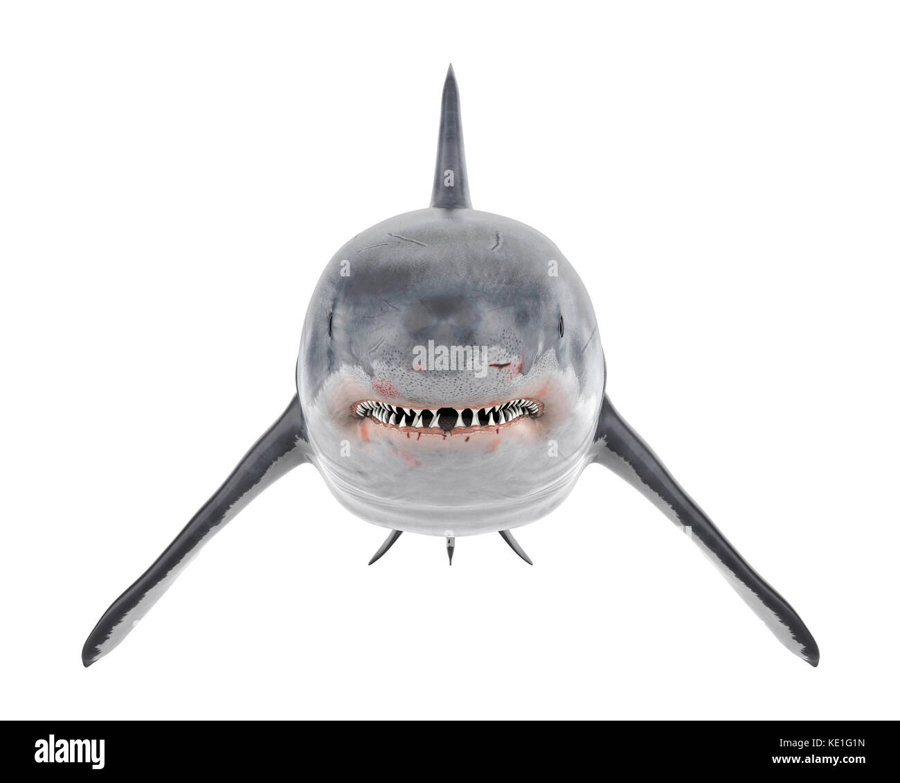 Great white shark side view hi-res stock photography and images - Alamy