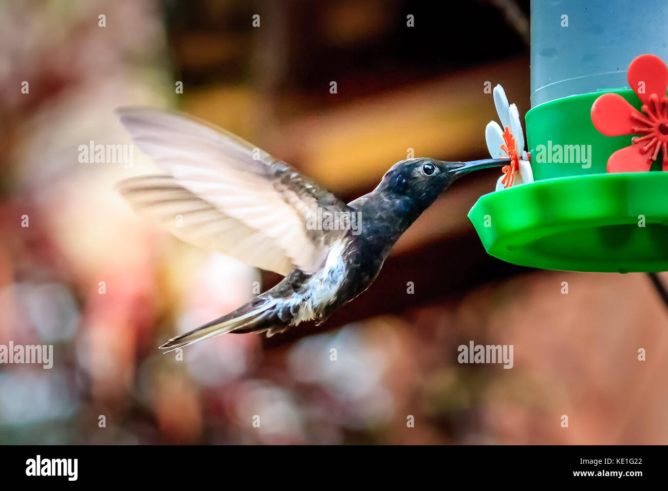 Black hummingbird feeding Stock Photo