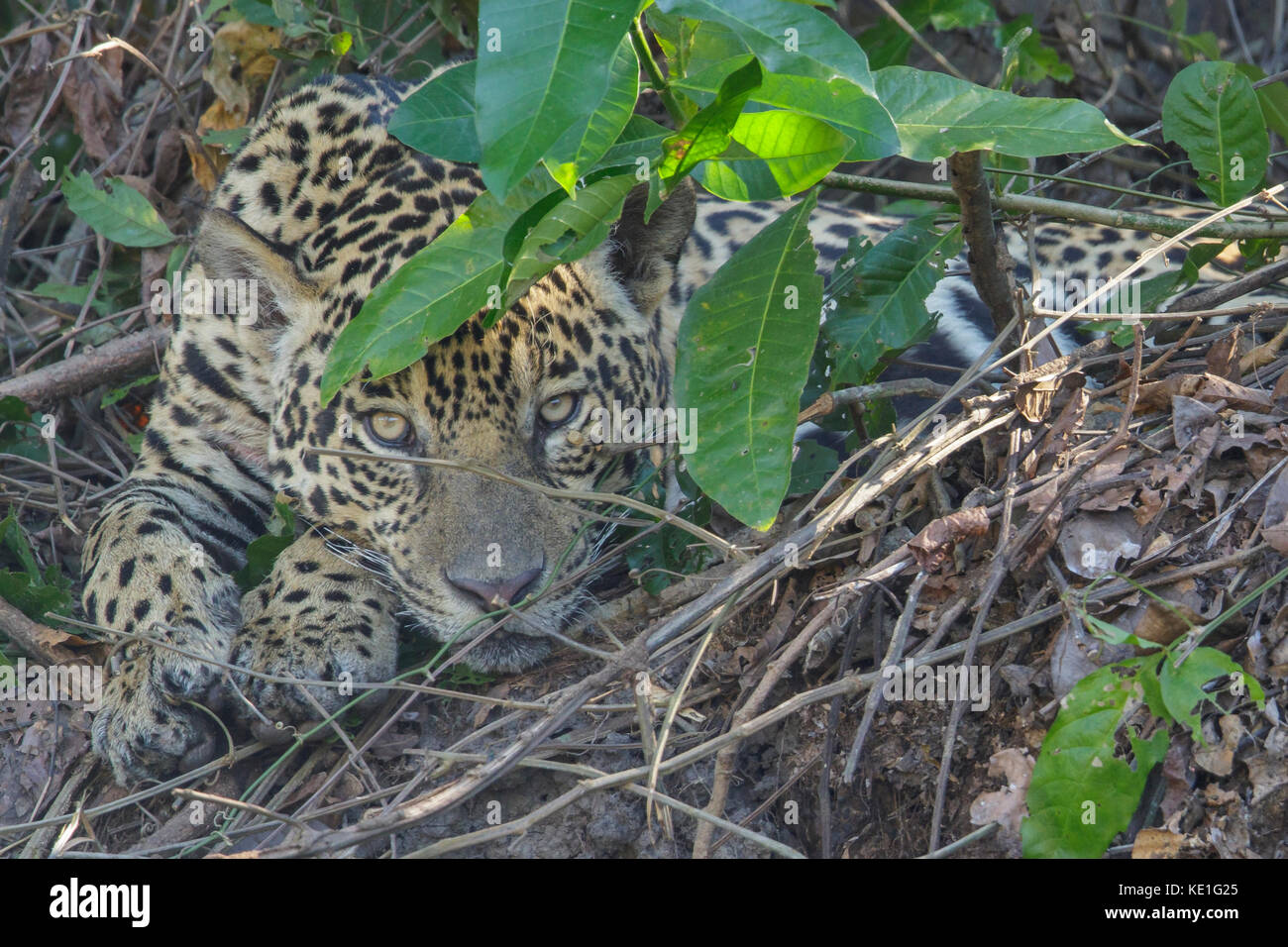 Jaguar in the Pantanal region of Brazil Stock Photo