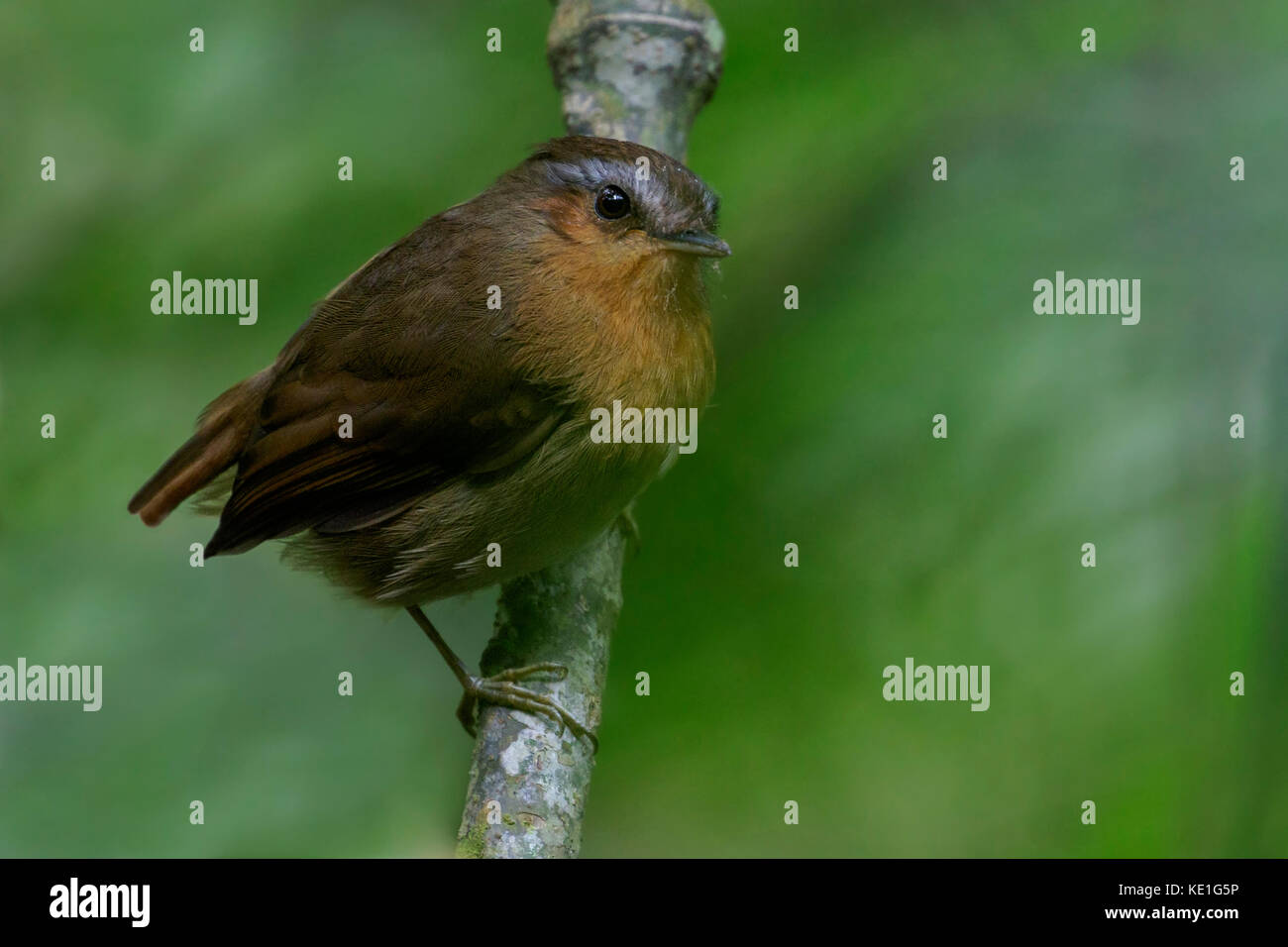 Rufous Gnateater (Conopophaga lineata) perched on a branch in the Atlantic Rainforest of Brazil. Stock Photo