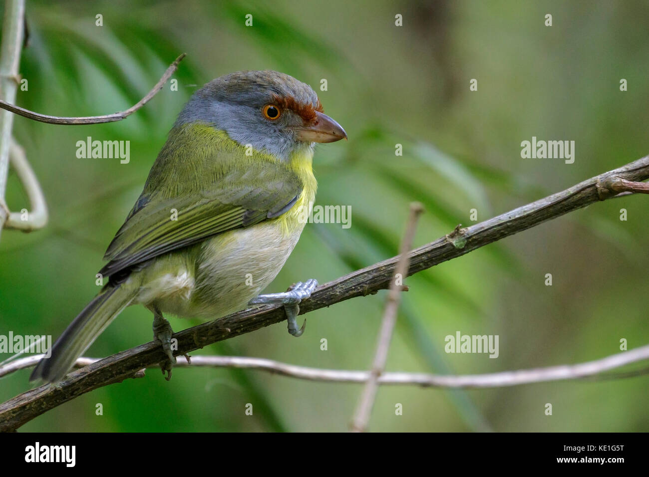 Rufous-browed Peppershrike (Cyclarhis gujanensis) perched on a branch in the Atlantic Rainforest of Brazil. Stock Photo