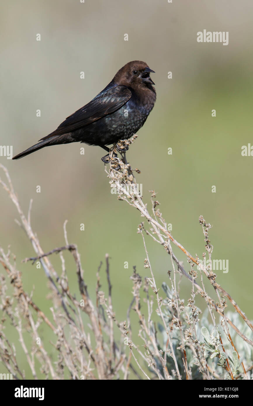 Brown-headed Cowbird (Molothrus ater) perched on a branch in Alberta, Canada. Stock Photo
