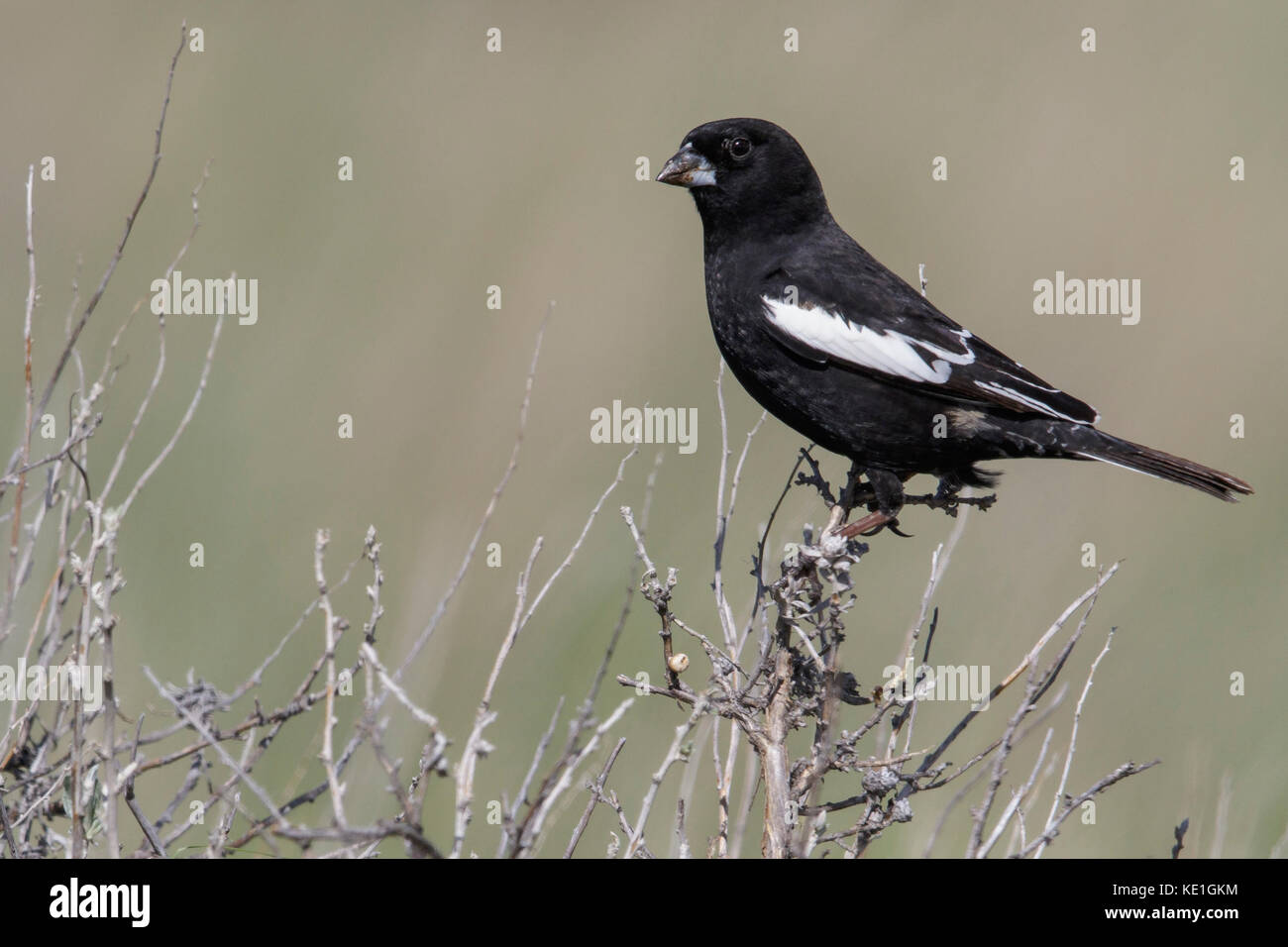 Lark bunting hires stock photography and images Alamy