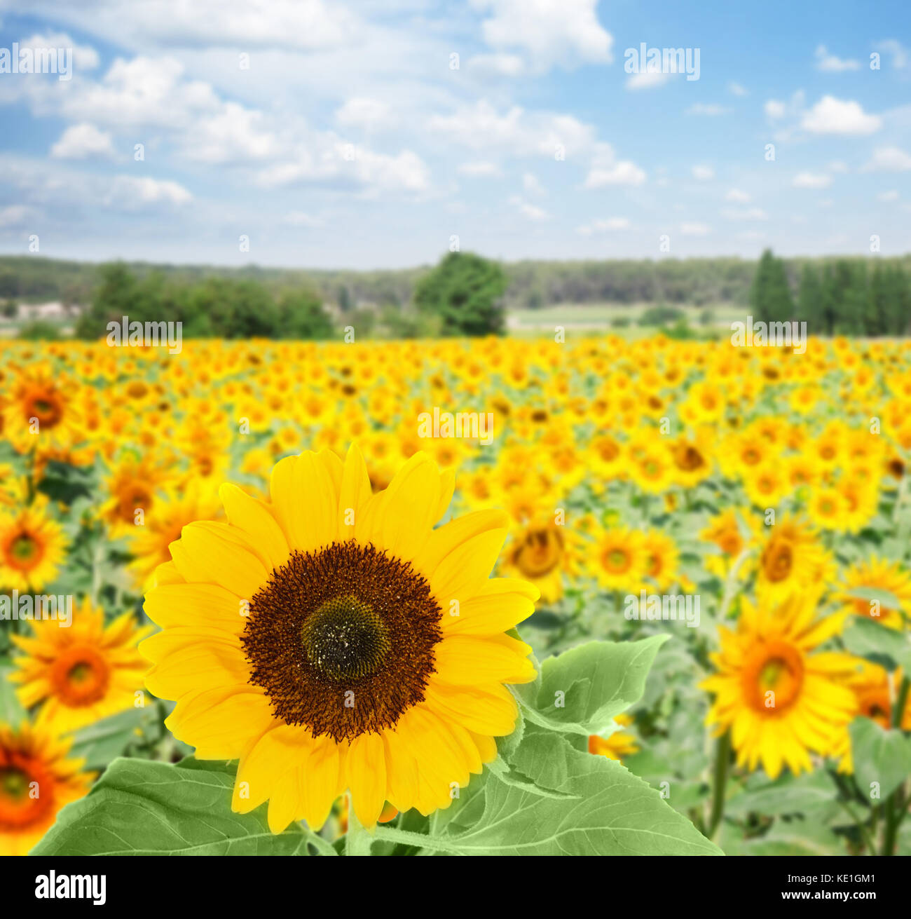 Field of sunflowers Stock Photo - Alamy