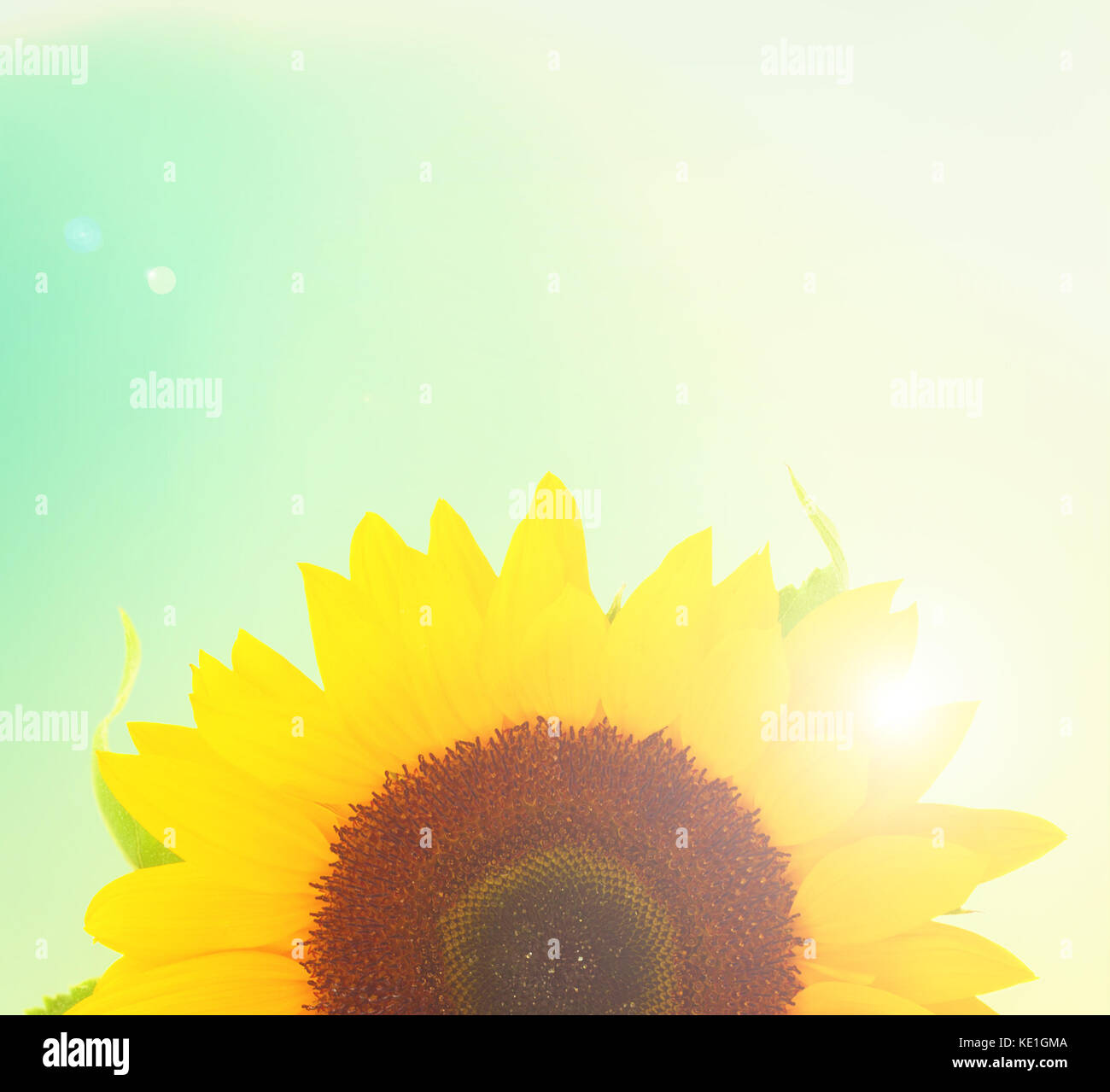 Field of sunflowers Stock Photo - Alamy