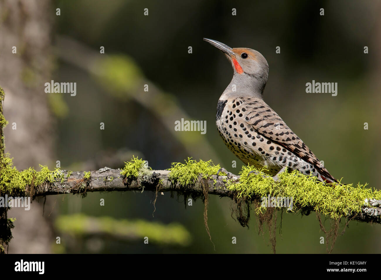 Northern Flicker (Colaptes auratus) perched on a branch in Montana, USA. Stock Photo