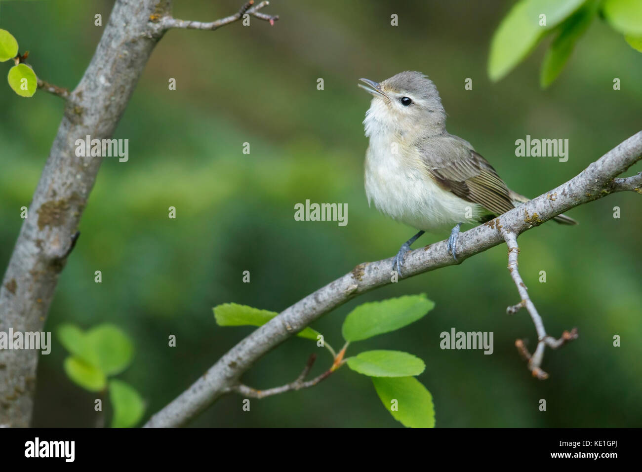 Warbling Vireo (Vireo gilvus) perched on a branch in Montana, USA. Stock Photo
