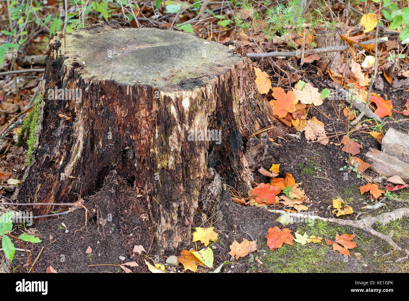 Beautiful leaves in a state park in Michigan during the autumn months