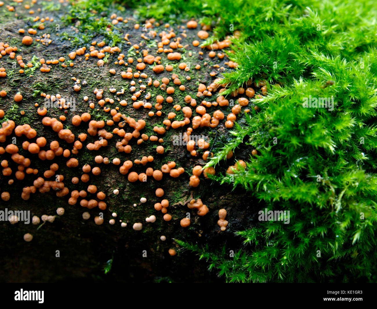 Orange Slime Mold - Lycogala terrestre, UK Stock Photo
