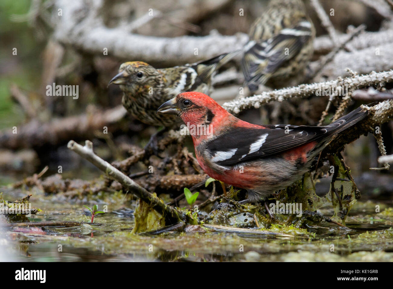 White-winged Crossbill (Loxia leucoptera) perched on a branch in Alberta, Canada. Stock Photo