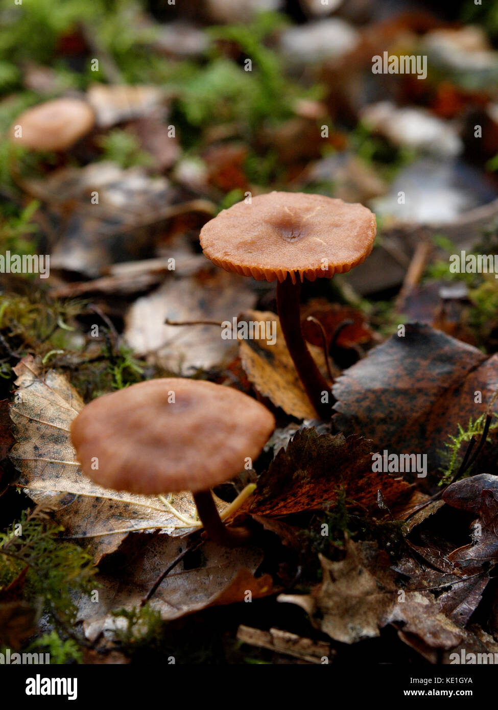 Micromphale Brassicolens fungi, UK Stock Photo