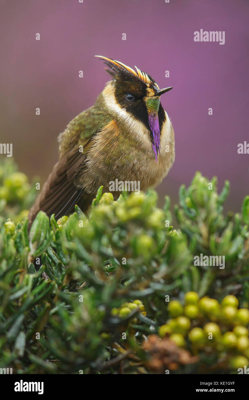 Buffy Helmetcrest (Oxypogon stuebelii) perched on a branch in the Andes Mountains of Colombia. Stock Photo