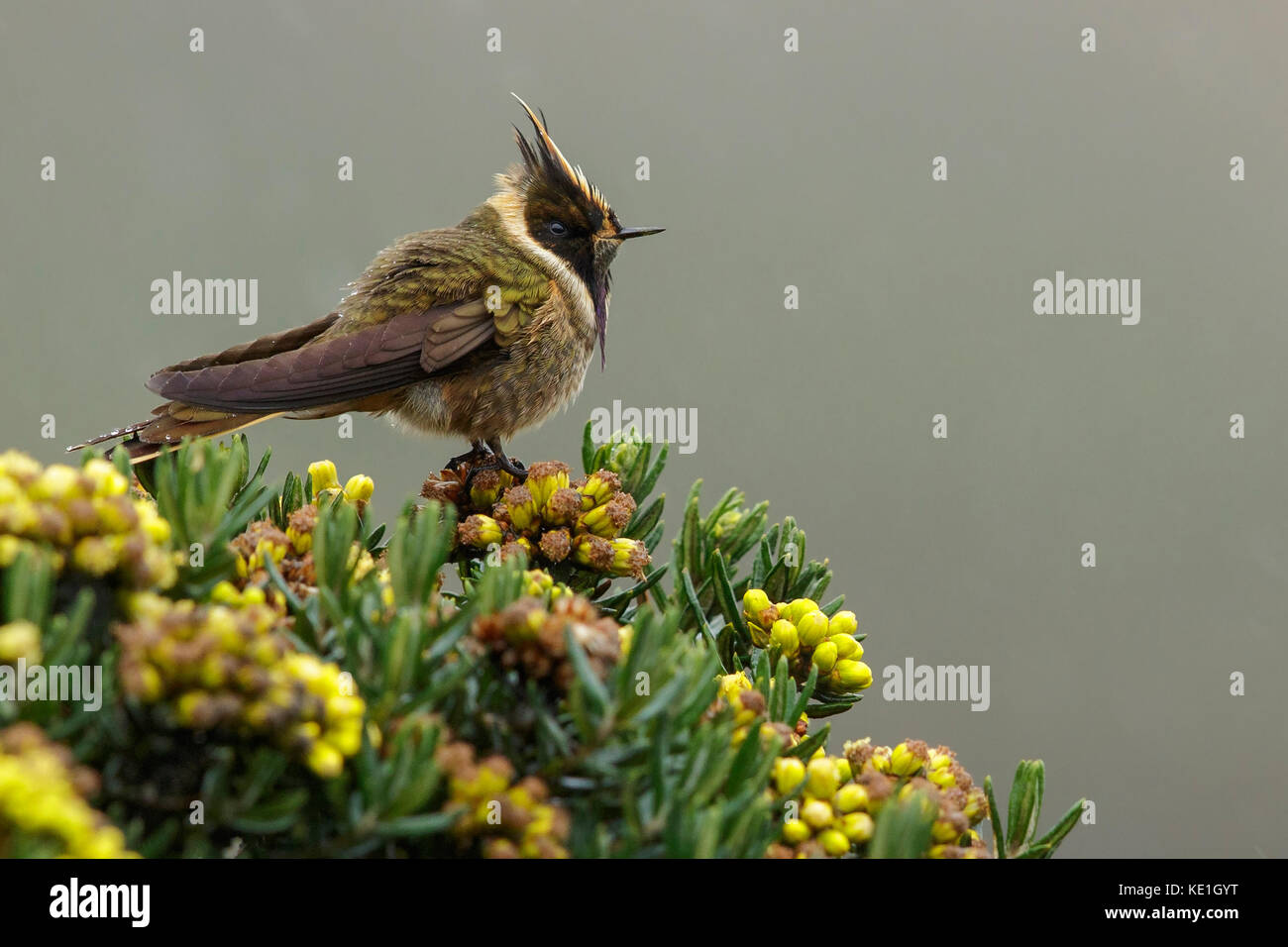 Buffy Helmetcrest (Oxypogon stuebelii) perched on a branch in the Andes Mountains of Colombia. Stock Photo
