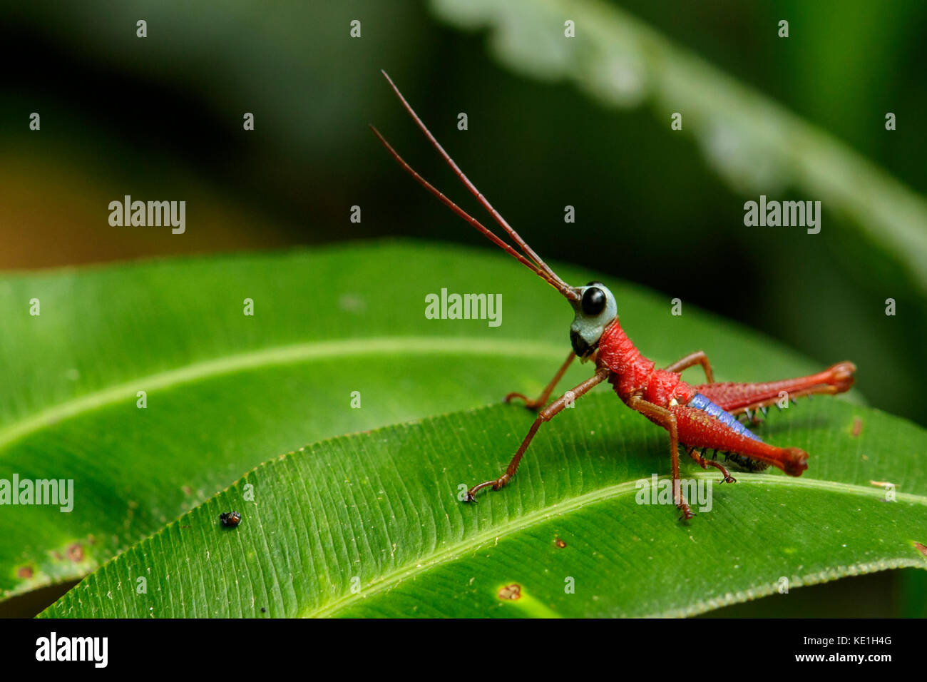 Grasshopper in the Andes Mountains of Colombia. Stock Photo