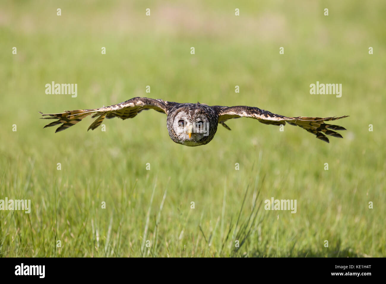 South American Chaco owl flying low over grasslands Stock Photo