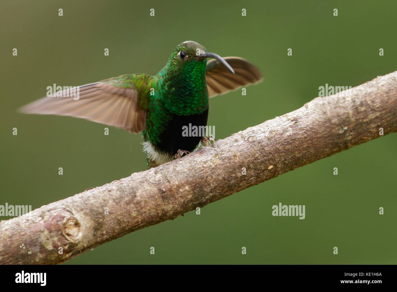 Mountain Velvetbreast (Lafresnaya lafresnayi) perched on a branch in the Andes Mountains of Colombia. Stock Photo